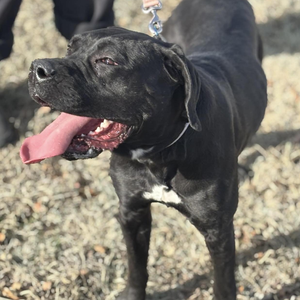 Enlarge Rosie , a ADOPTABLE mixed breed in Pelham, NH image 2/6