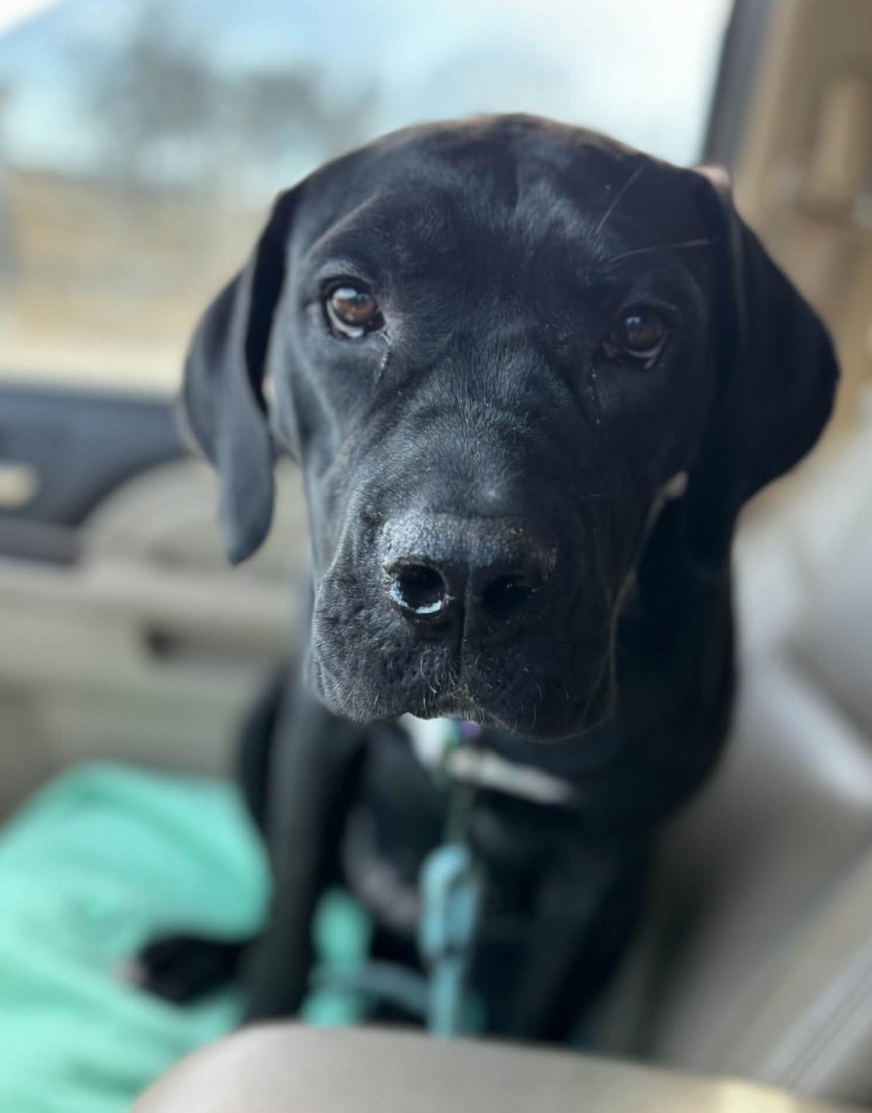 Enlarge Rosie , a ADOPTABLE mixed breed in Pelham, NH image 6/6