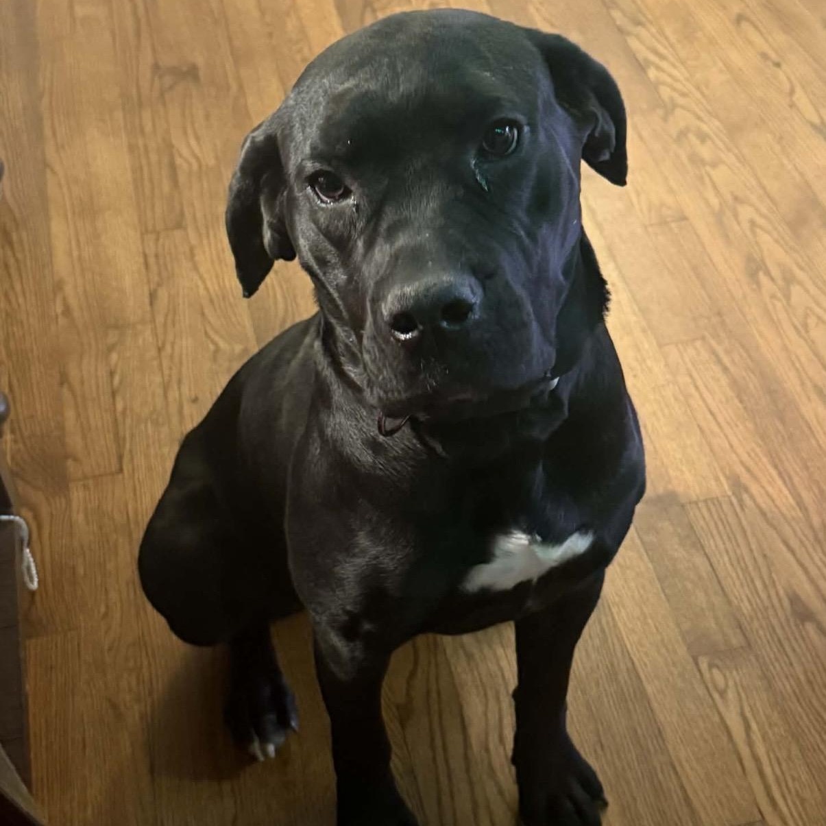 Enlarge Rosie , a ADOPTABLE mixed breed in Pelham, NH image 5/6