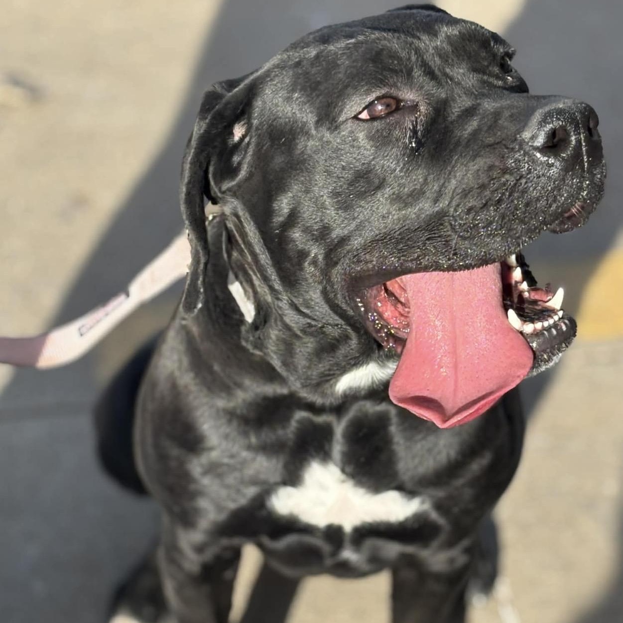 Enlarge Rosie , a ADOPTABLE mixed breed in Pelham, NH image 4/6