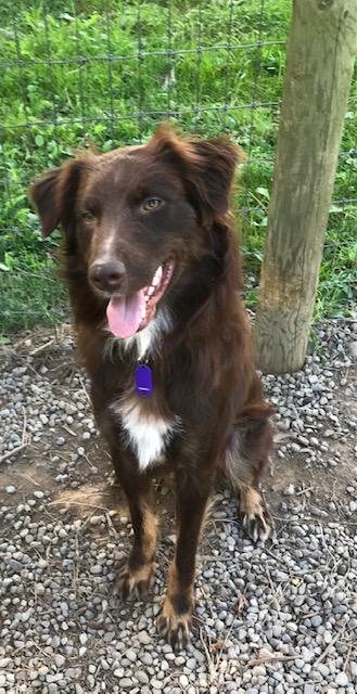 Enlarge Asher, a Adopted Australian Shepherd in Honeoye Falls, NY image 1/2
