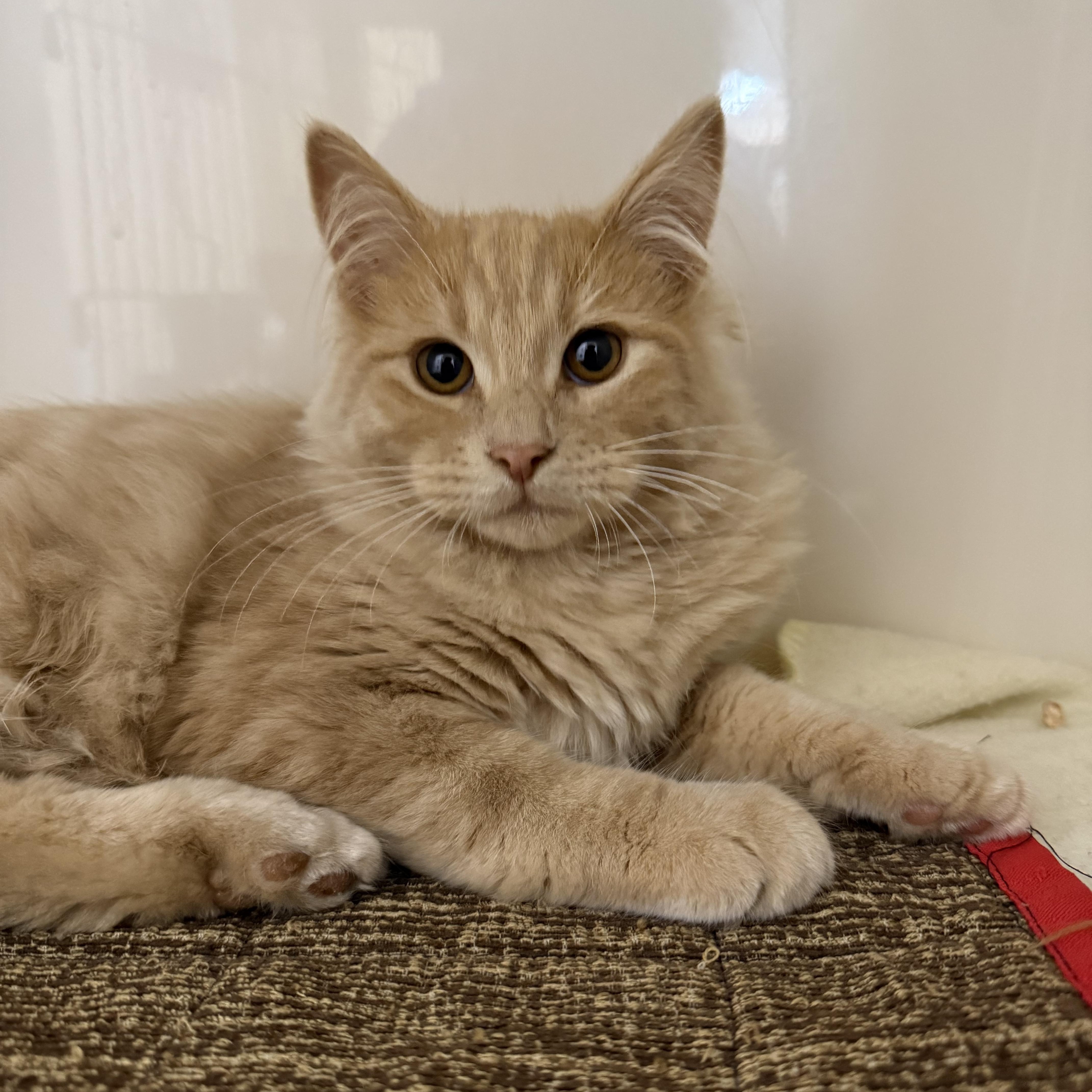 Jupiter, ADOPTABLE, Young Male Domestic Long Hair.