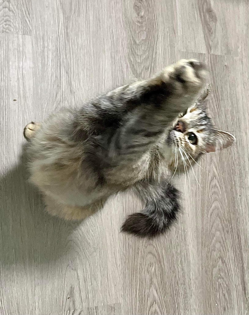 Matilda, Adopted, Young Female Domestic Medium Hair.