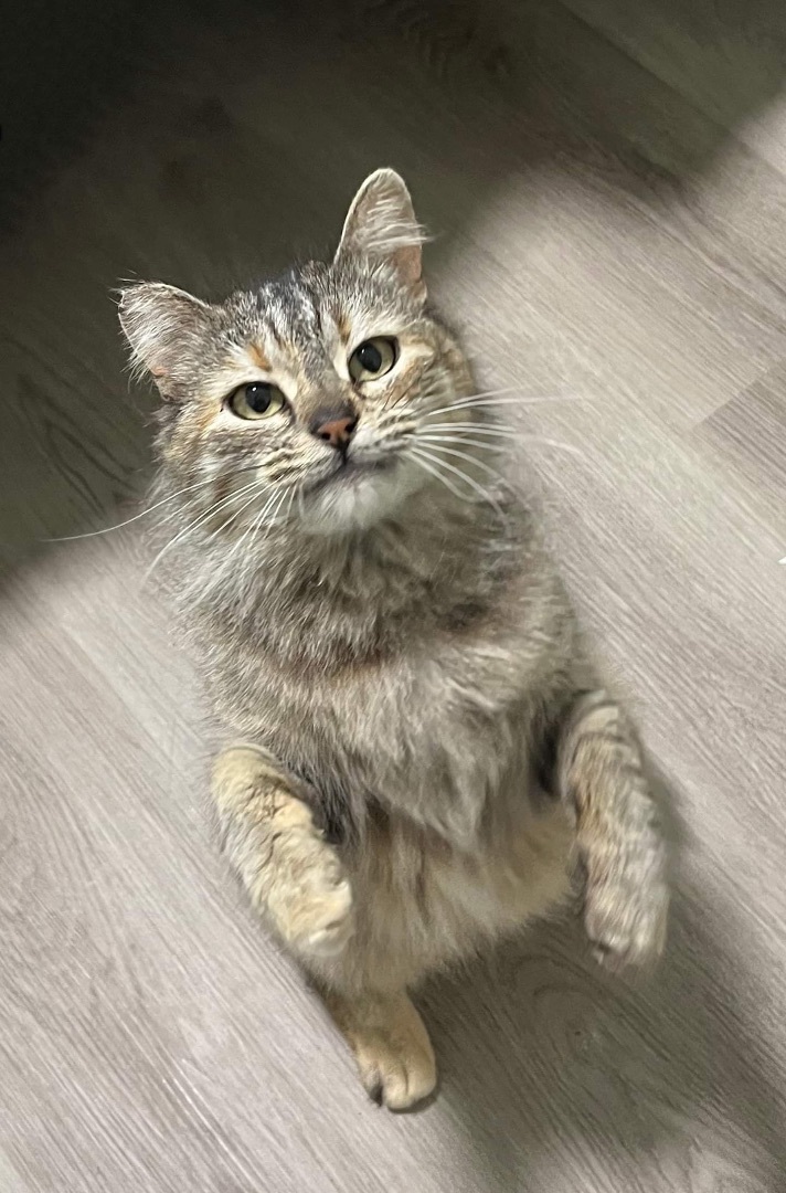 Matilda, a Adopted Domestic Medium Hair in Lakeport, CA image 2/8