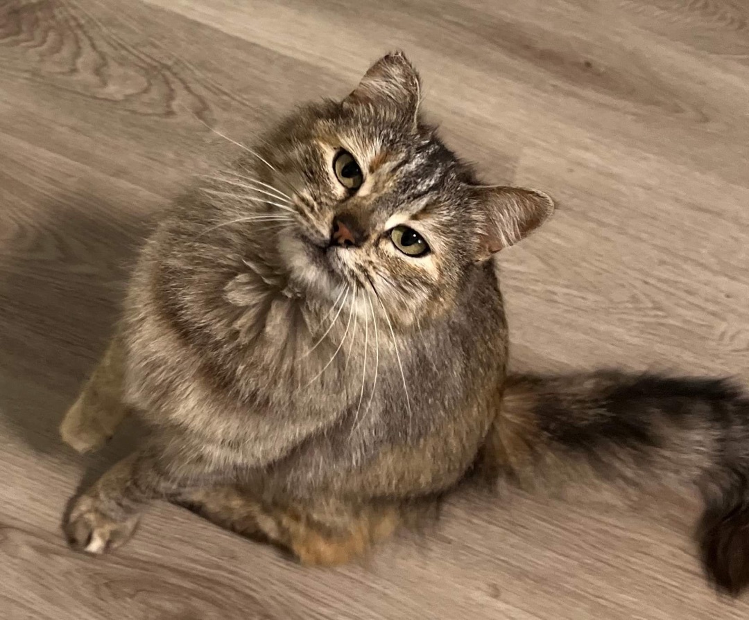 Matilda, a Adopted Domestic Medium Hair in Lakeport, CA image 3/8