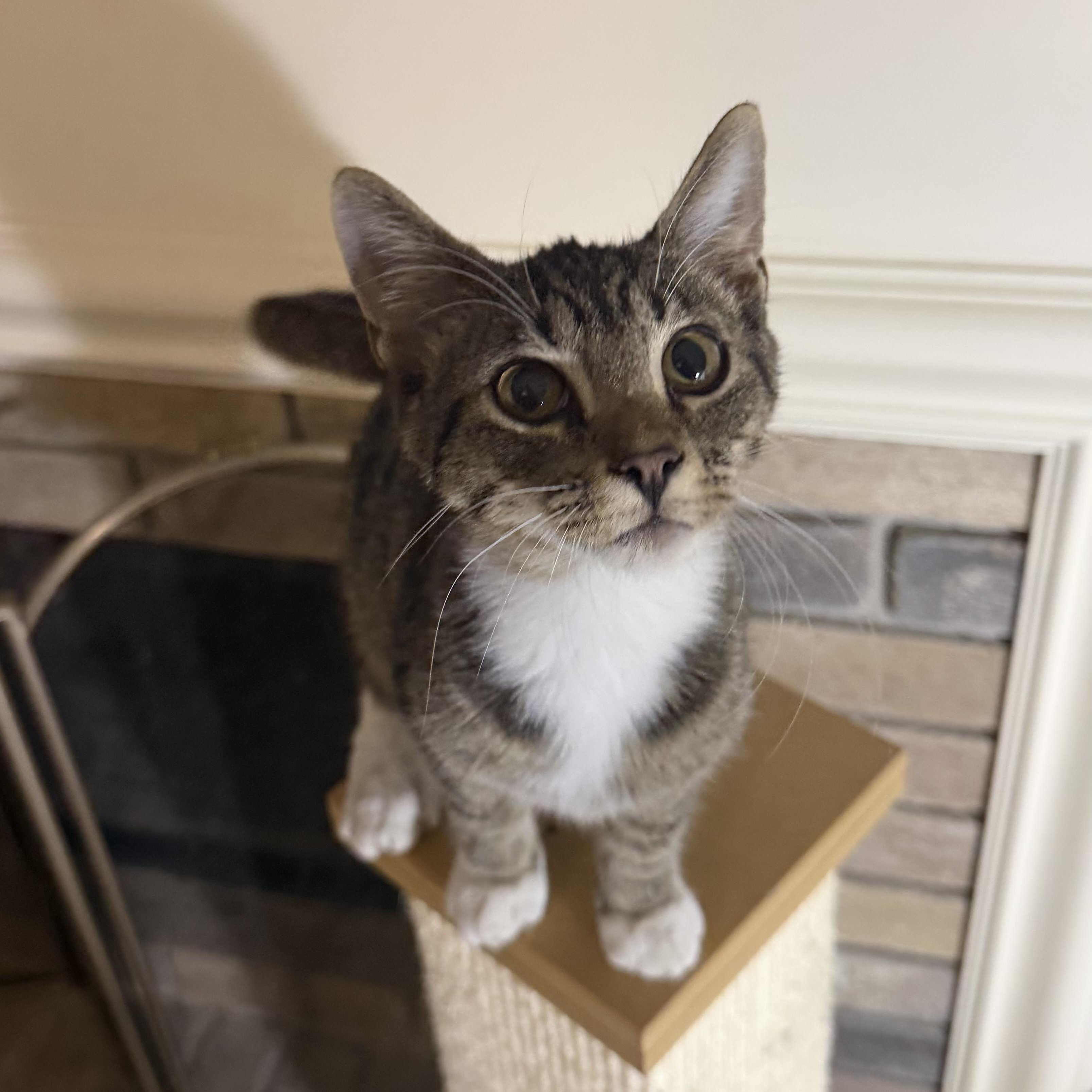 Biscuit, Adoptable, Young Male Domestic Short Hair.
