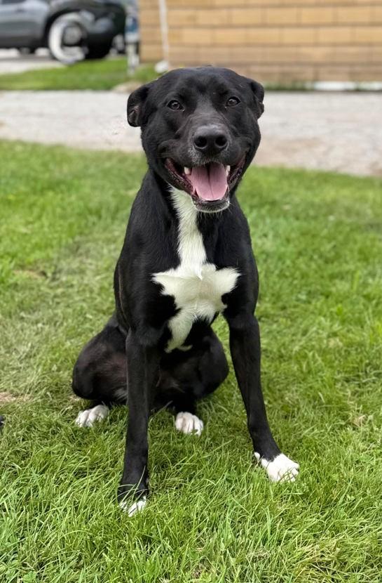 Enlarge Rocco, a Adoptable mixed breed in Keswick, ON image 3/3