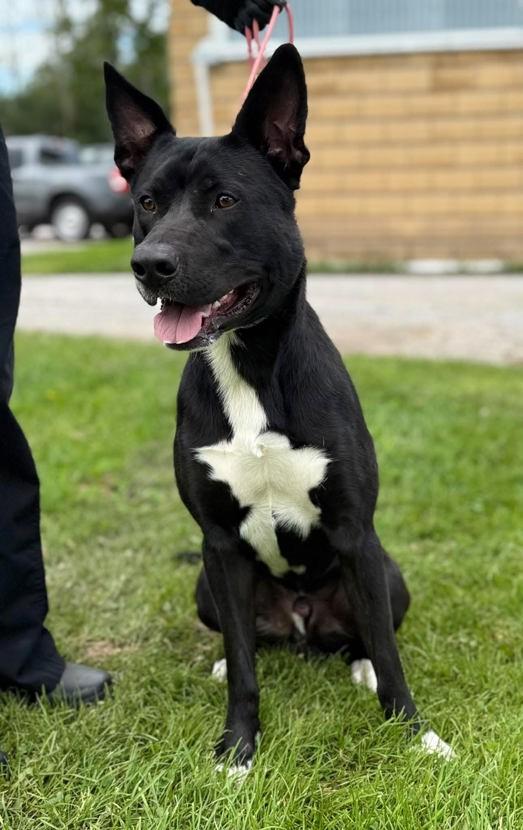 Enlarge Rocco, a Adoptable mixed breed in Keswick, ON image 2/3