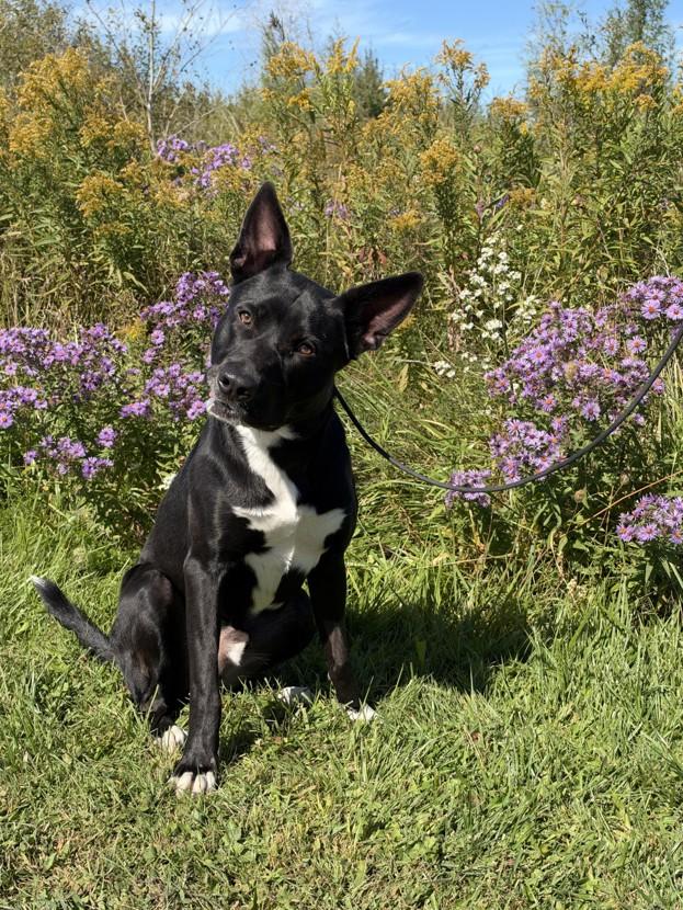 Enlarge Rocco, a Adoptable mixed breed in Keswick, ON image 1/3