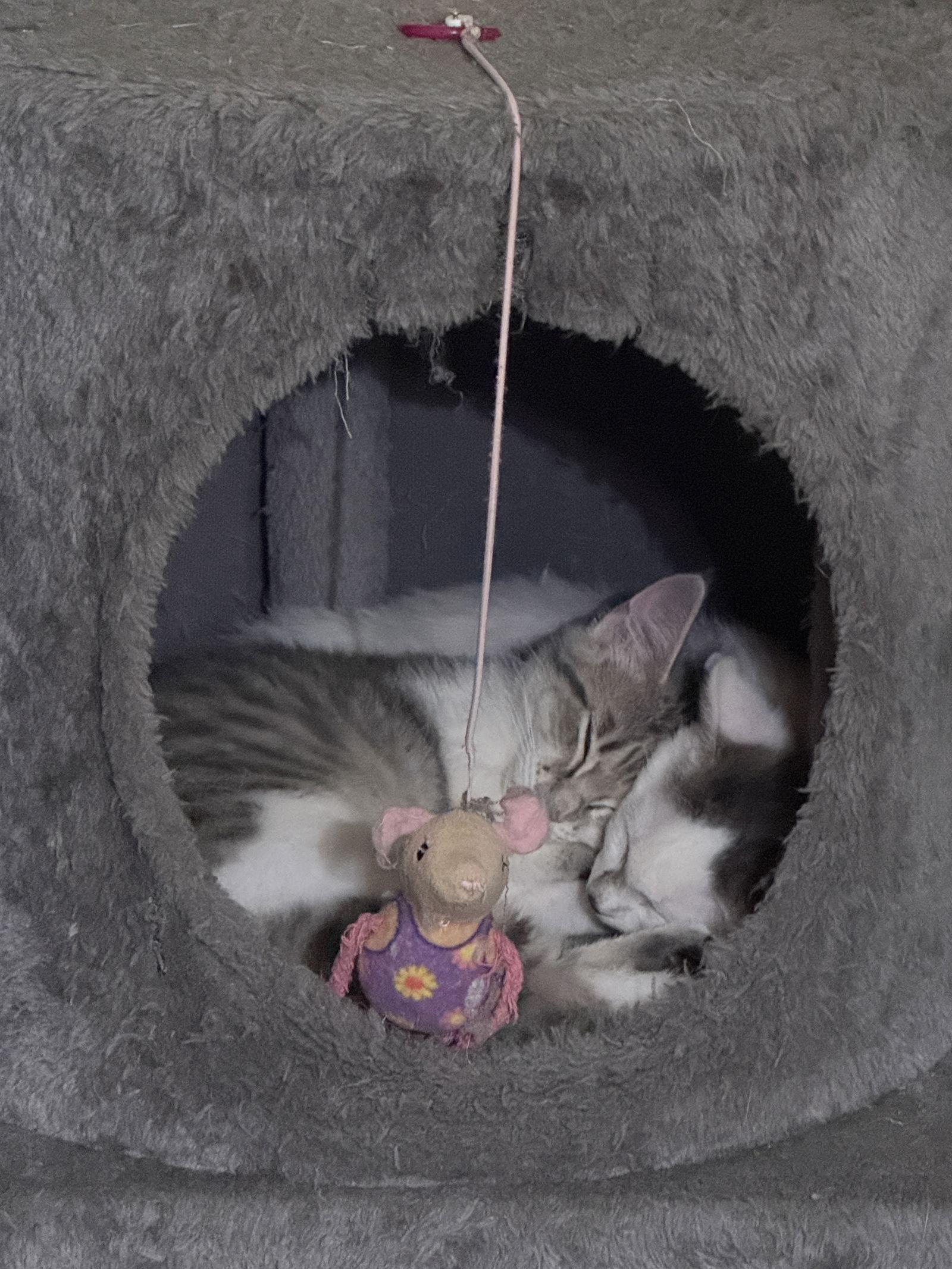 Enlarge June Bug, a Adoptable Domestic Short Hair in McKinney, TX image 1/3