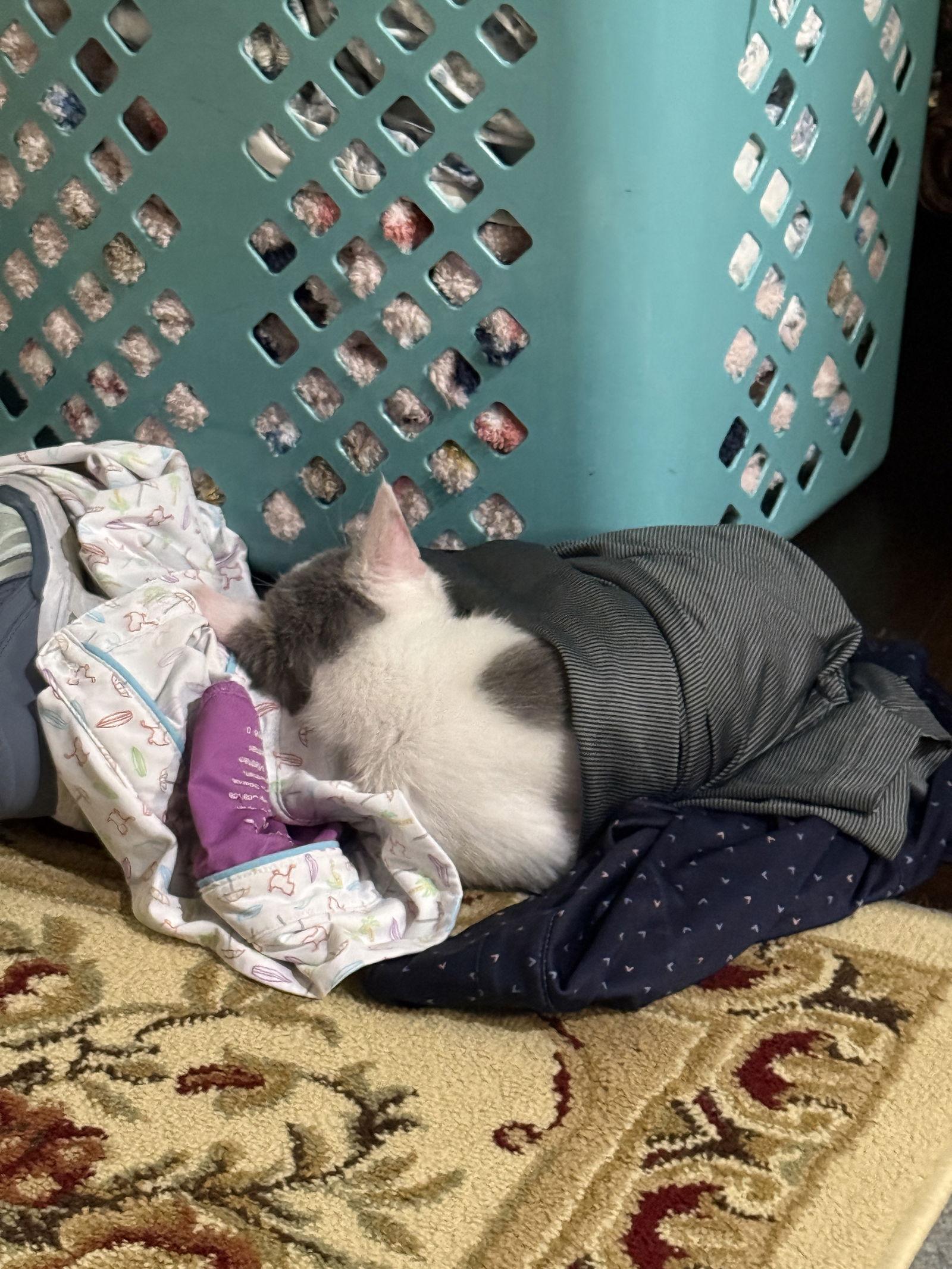 Enlarge June Bug, a Adoptable Domestic Short Hair in McKinney, TX image 3/3