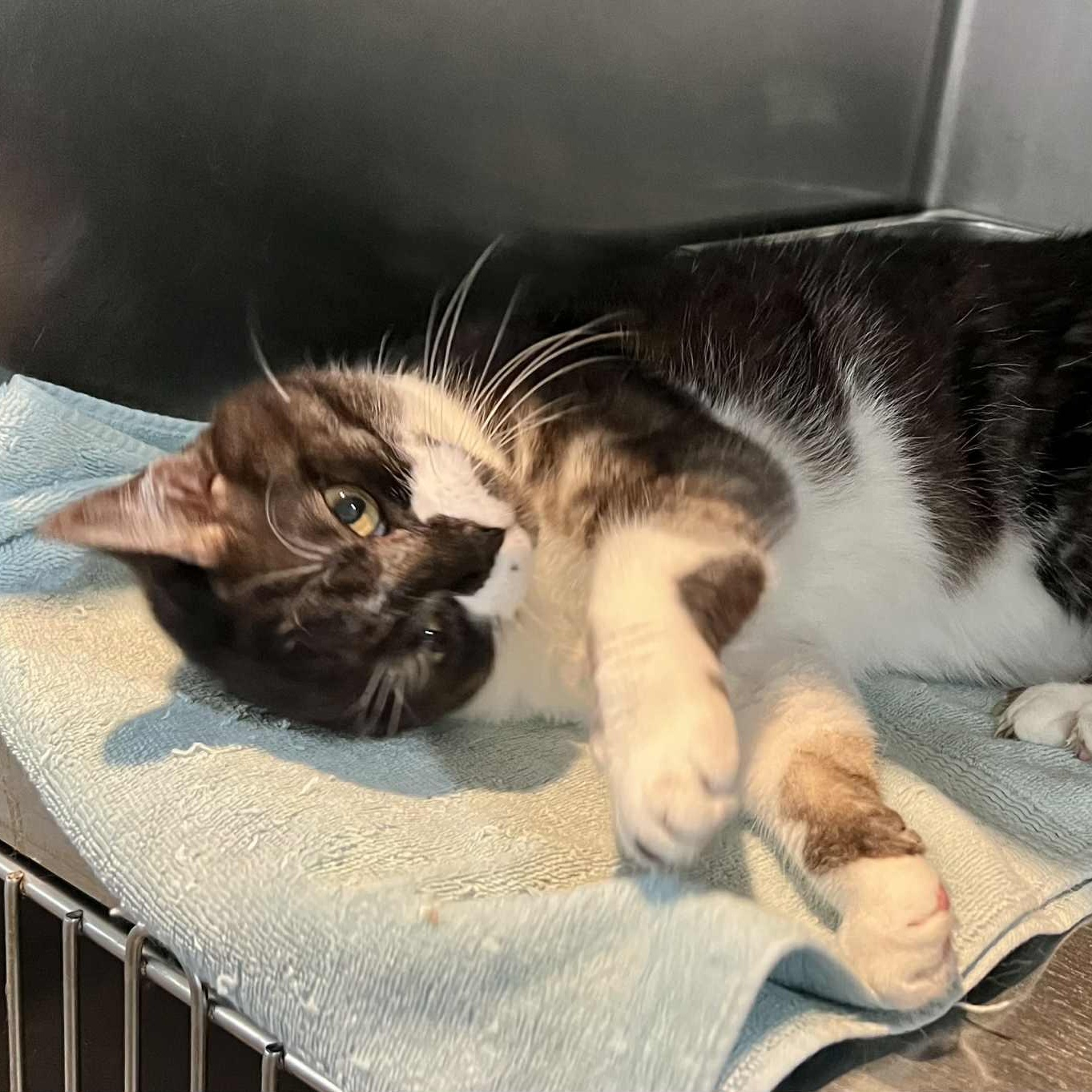 Yoyo, a Adoptable Domestic Short Hair in Myrtle Beach, SC image 6/6