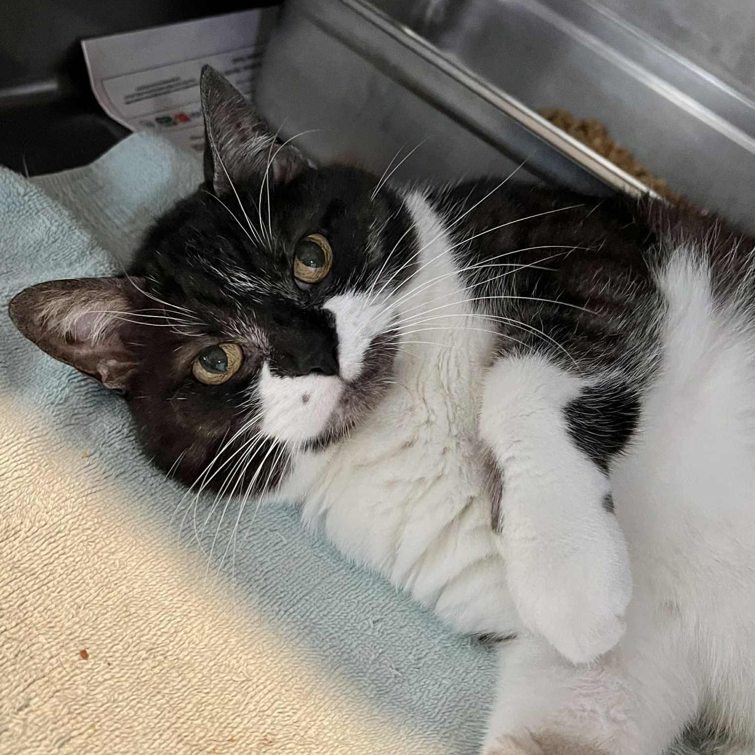 Yoyo, a Adoptable Domestic Short Hair in Myrtle Beach, SC image 5/6