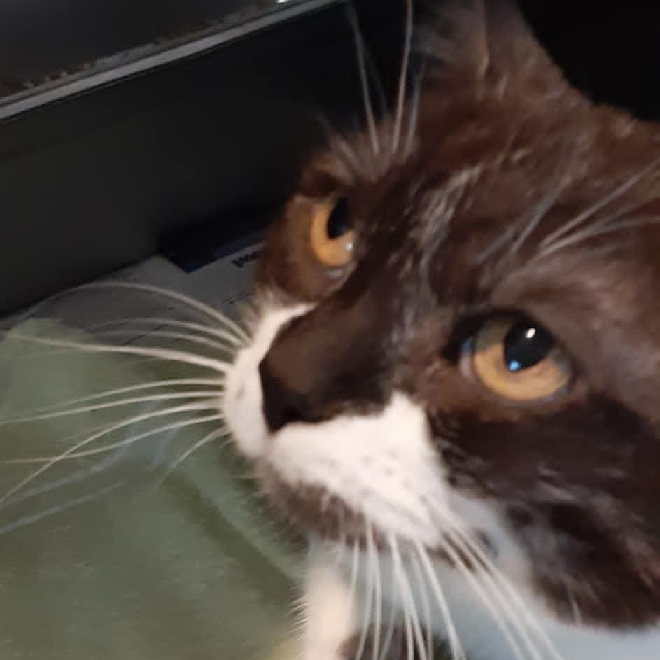Yoyo - 7 yo senior