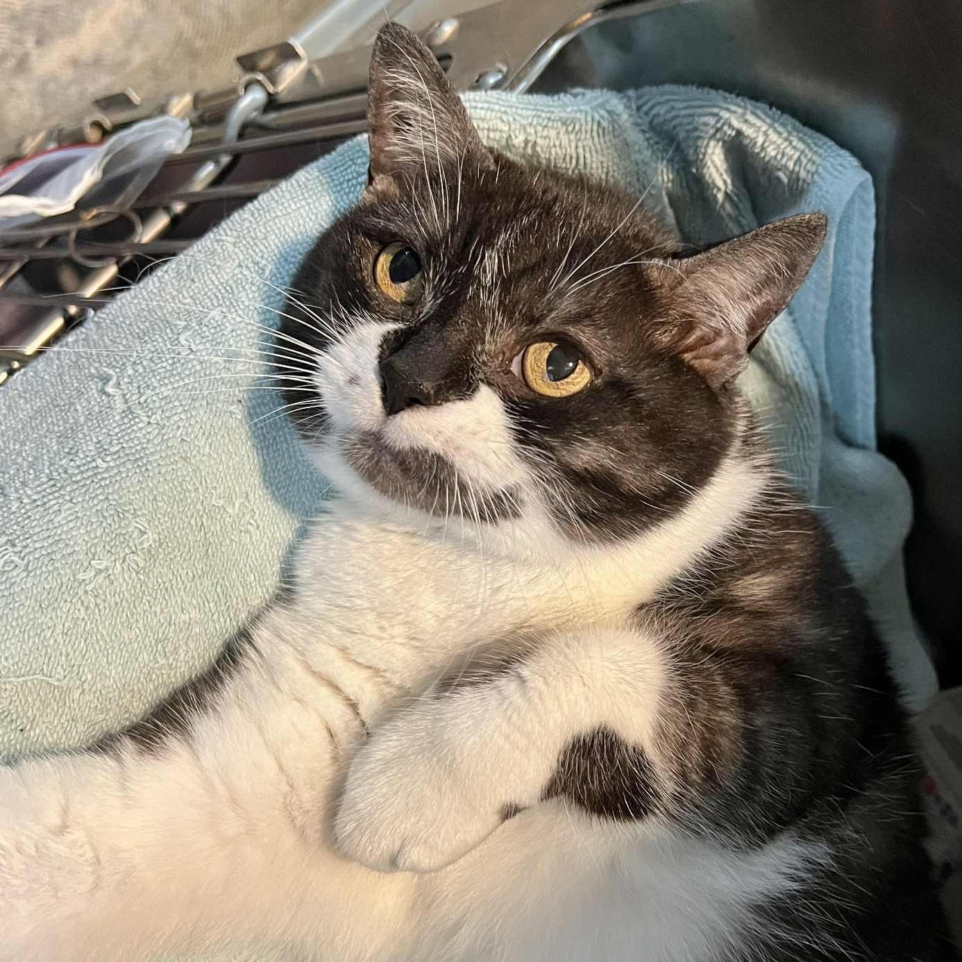 Yoyo, a Adoptable Domestic Short Hair in Myrtle Beach, SC image 1/6