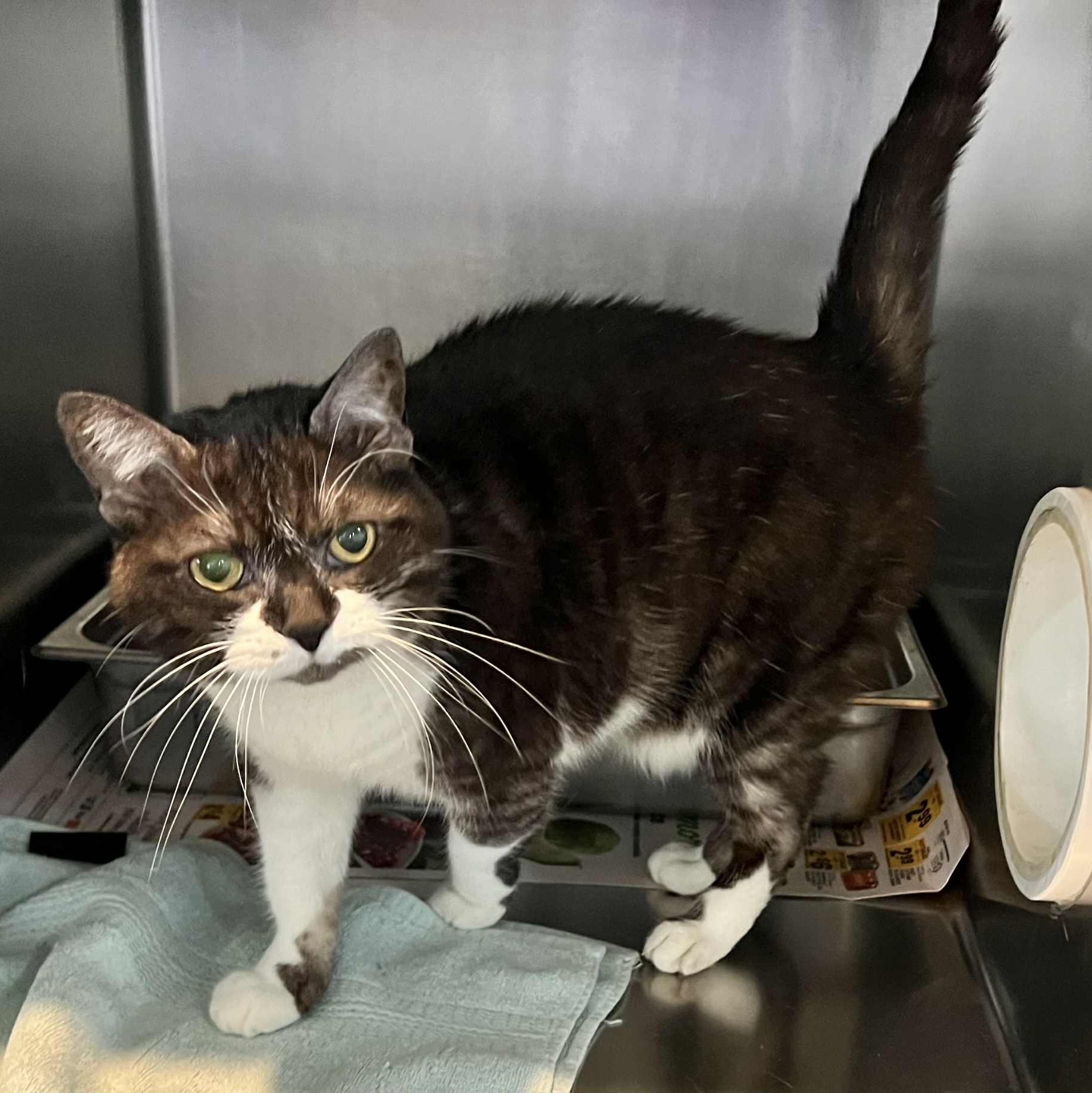 Yoyo, a Adoptable Domestic Short Hair in Myrtle Beach, SC image 2/6