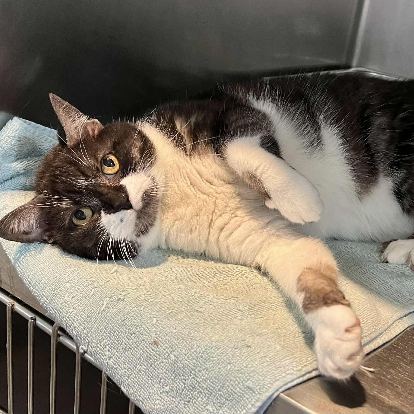 Yoyo, a Adoptable Domestic Short Hair in Myrtle Beach, SC image 3/6