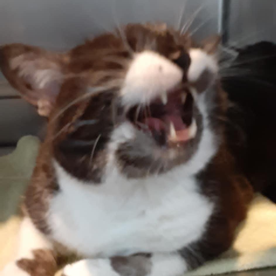 Yoyo - 7 yo senior