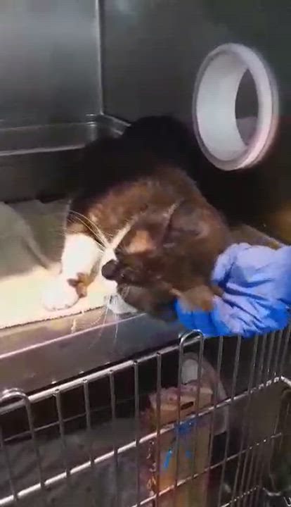 Enlarge Yoyo, a Adoptable Domestic Short Hair in Myrtle Beach, SC video 4/6