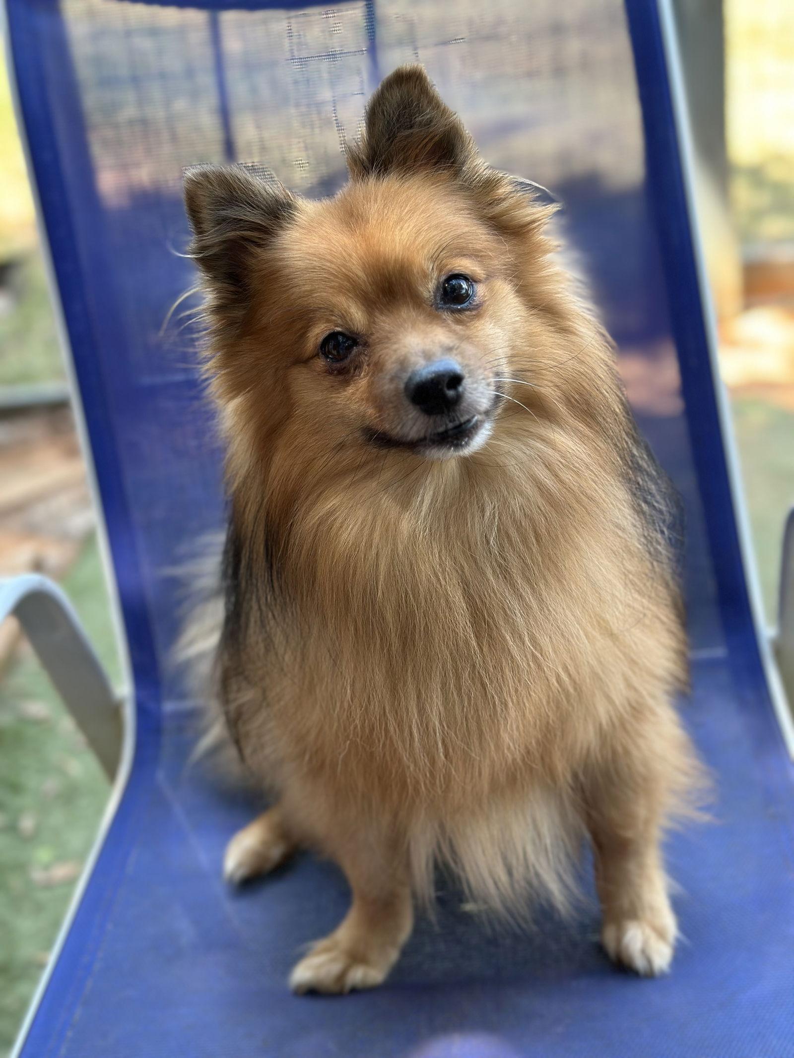 Enlarge Floopy, a Adoptable Pomeranian in Garland, TX image 2/3
