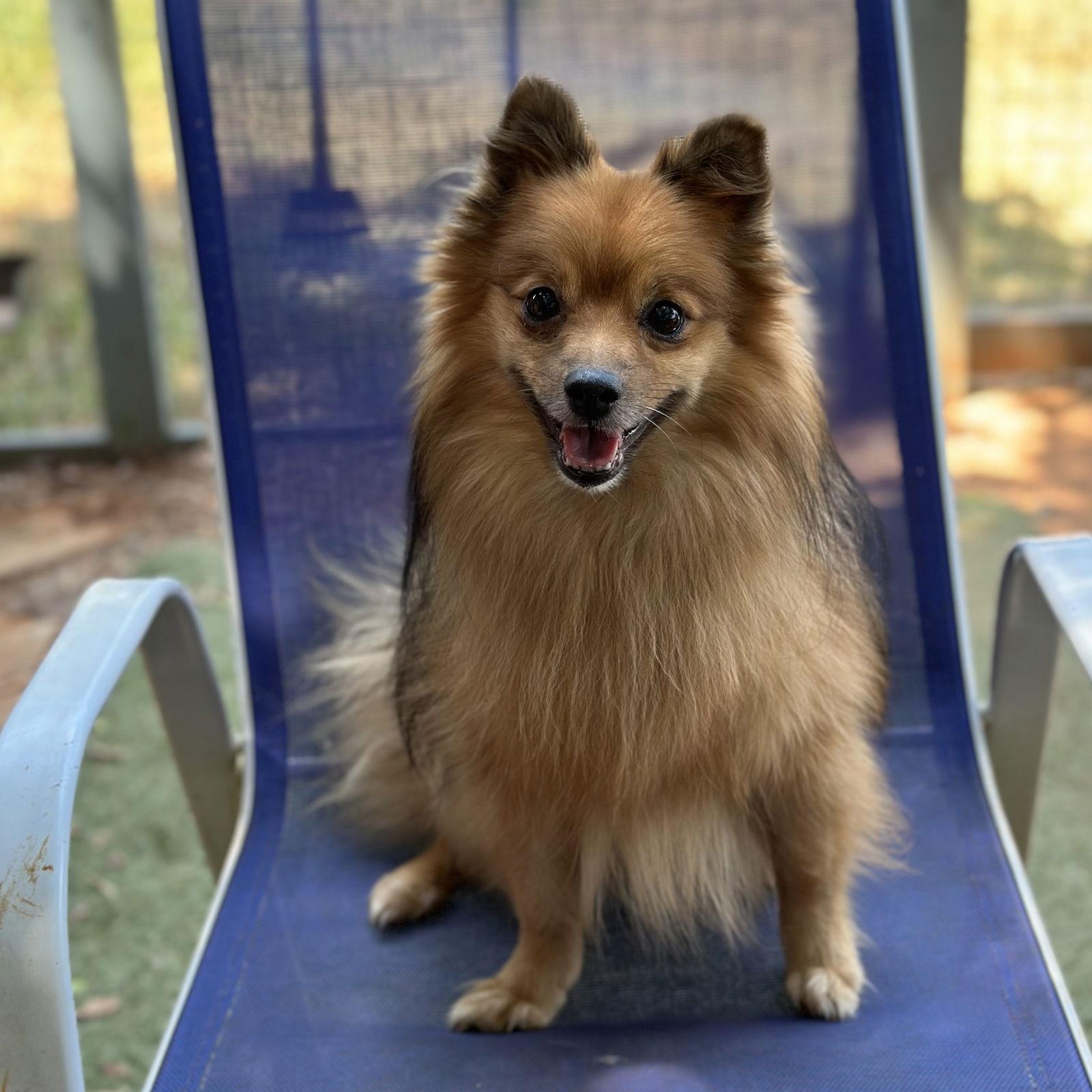 Enlarge Floopy, a Adoptable Pomeranian in Garland, TX image 3/3