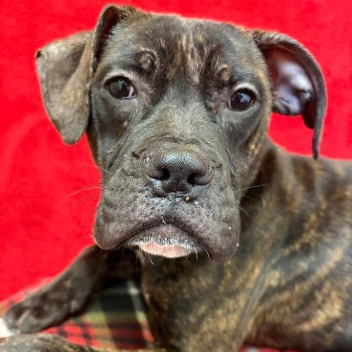 Ryan, Adoptable, Young Male Terrier.