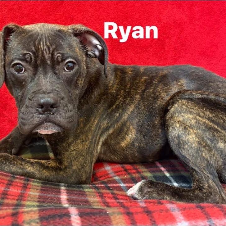 Ryan, a Adoptable Terrier in Pekin, IL image 2/6