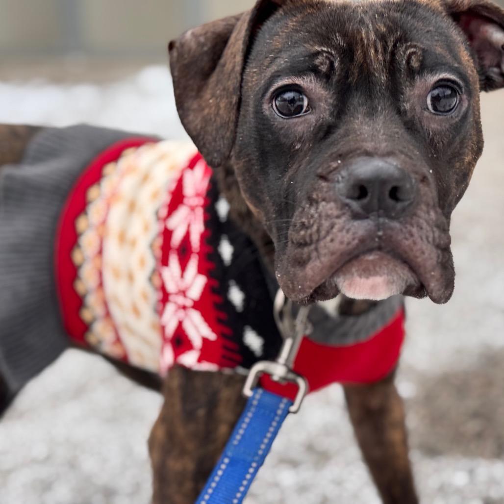 Ryan, a Adoptable Terrier in Pekin, IL image 3/6