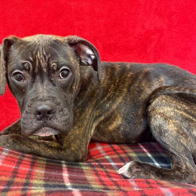 Ryan, a Adoptable Terrier in Pekin, IL image 4/6