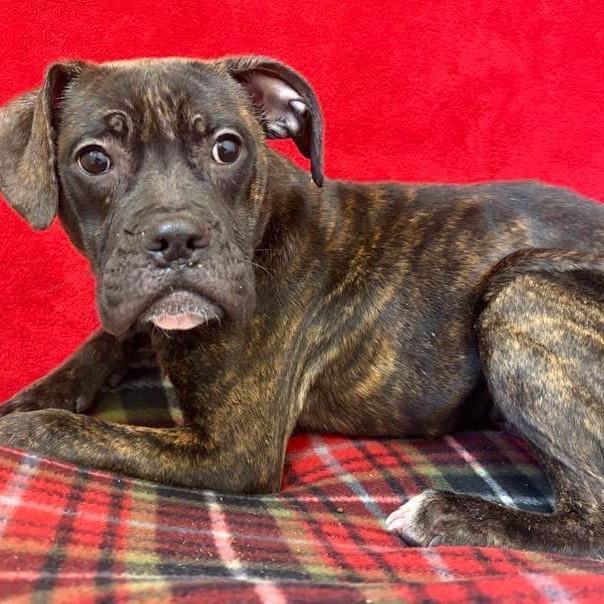 Ryan, a Adoptable Terrier in Pekin, IL image 5/6