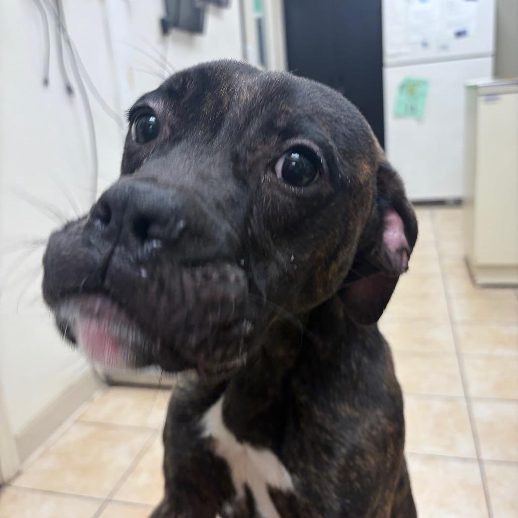 Ryan, a Adoptable Terrier in Pekin, IL image 6/6