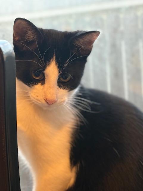 Gonzo, Adoptable, Kitten Male Domestic Short Hair.