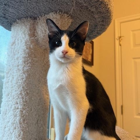 Gonzo, a Adoptable Domestic Short Hair in College Station, TX image 2/4