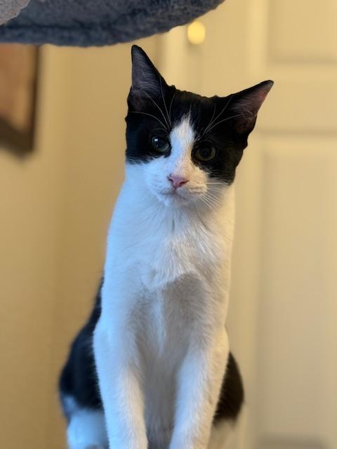 Gonzo, a Adoptable Domestic Short Hair in College Station, TX image 3/4