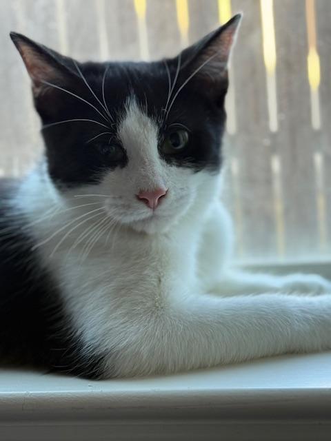 Gonzo, a Adoptable Domestic Short Hair in College Station, TX image 4/4