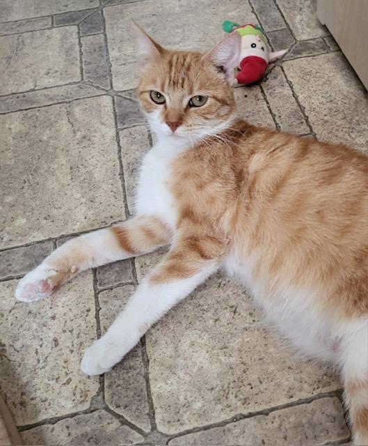 Ruby — thumbnail 2