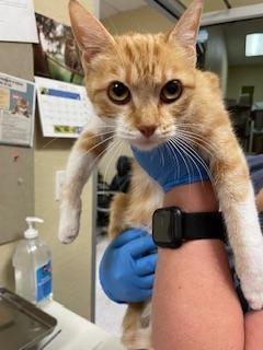 Ruby — thumbnail 4