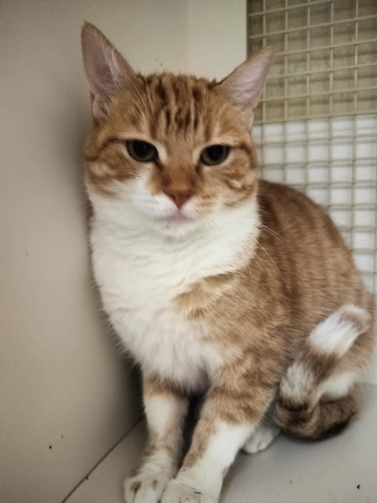 Ruby — thumbnail 6