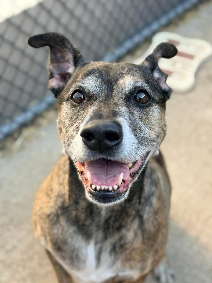 Enlarge Bruce Almighty, an adopted Pit Bull Terrier in Chicago, IL image 1/6
