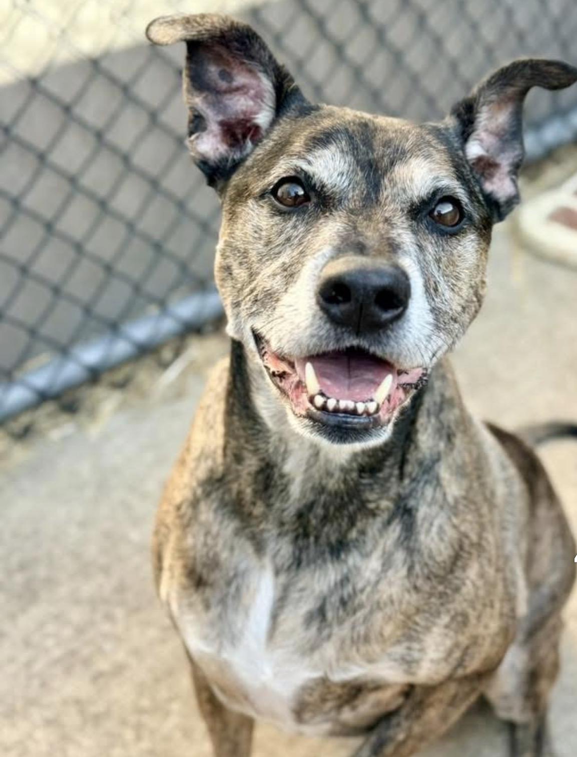 Enlarge Bruce Almighty, an adopted Pit Bull Terrier in Chicago, IL image 2/6