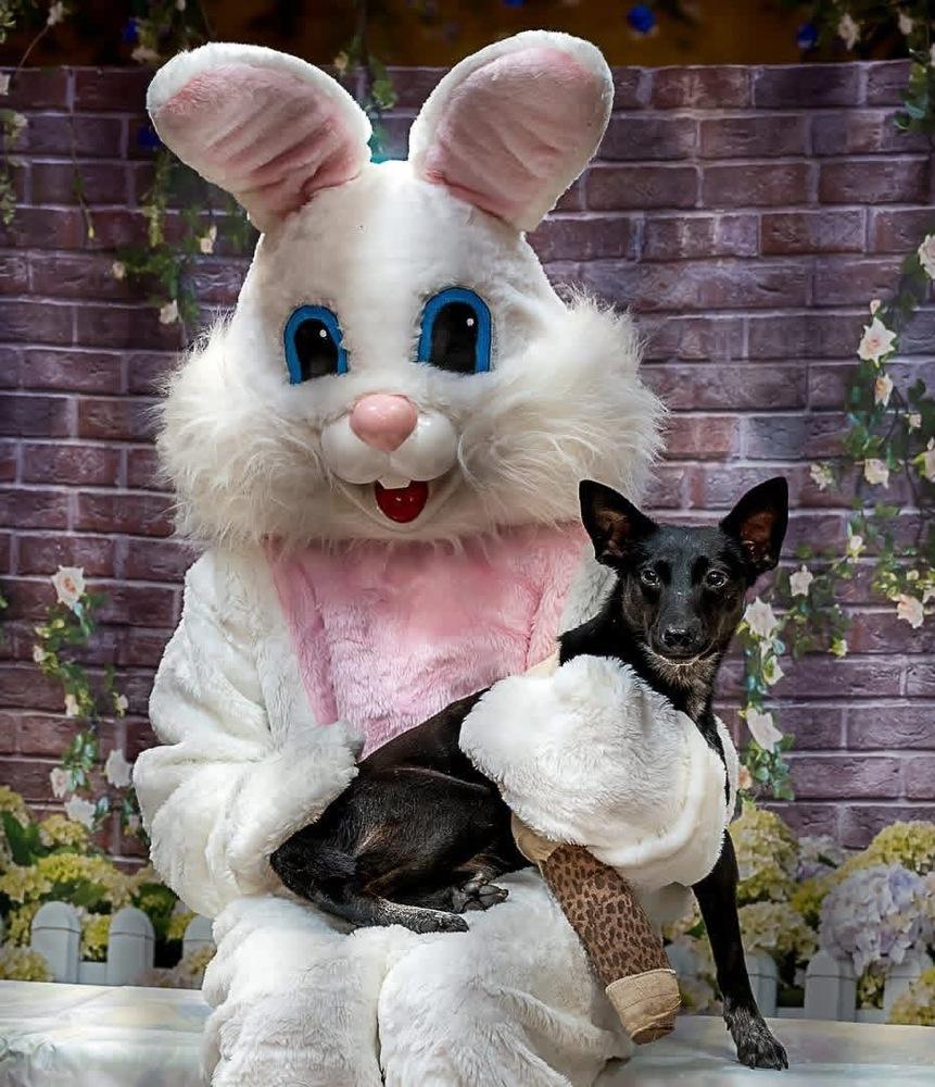 Enlarge Peanut Jane, a Adoptable mixed breed in Milton, GA image 1/4