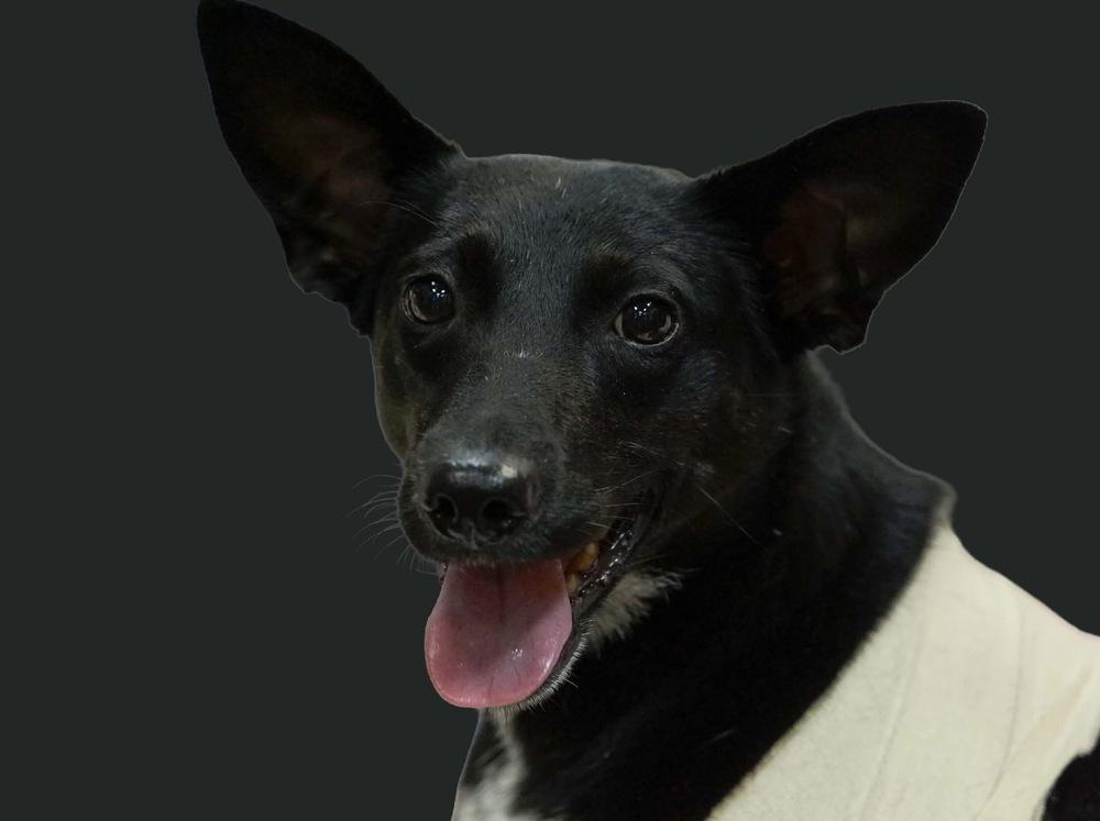 Enlarge Peanut Jane, a Adoptable mixed breed in Milton, GA image 2/4