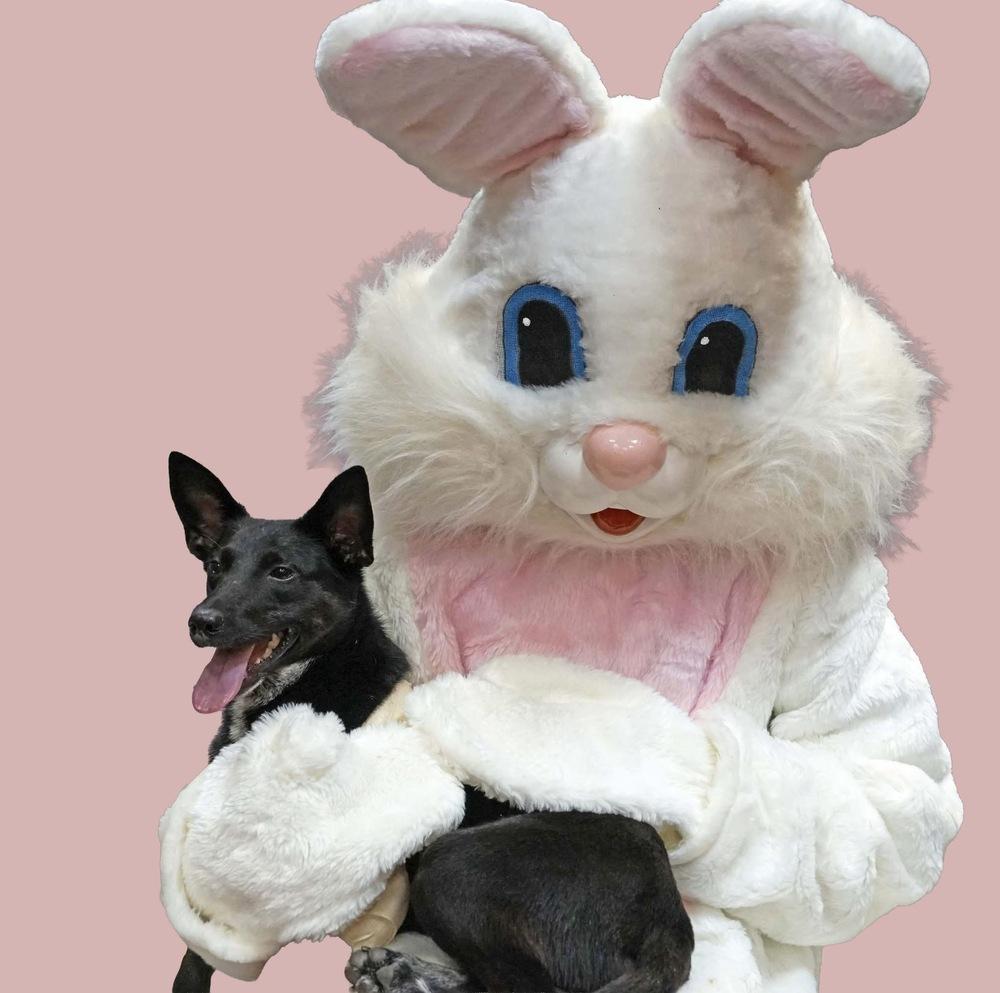 Enlarge Peanut Jane, a Adoptable mixed breed in Milton, GA image 3/4