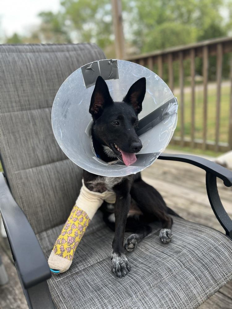 Enlarge Peanut Jane, a Adoptable mixed breed in Milton, GA image 4/4