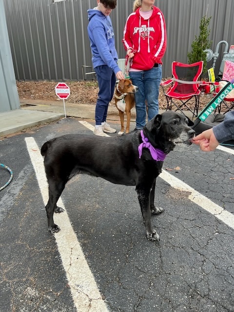 ROSIE, a Adoptable Labrador Retriever in Alpharetta, GA image 2/6