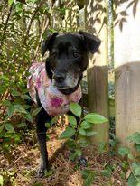 ROSIE, a Adoptable Labrador Retriever in Alpharetta, GA image 3/6