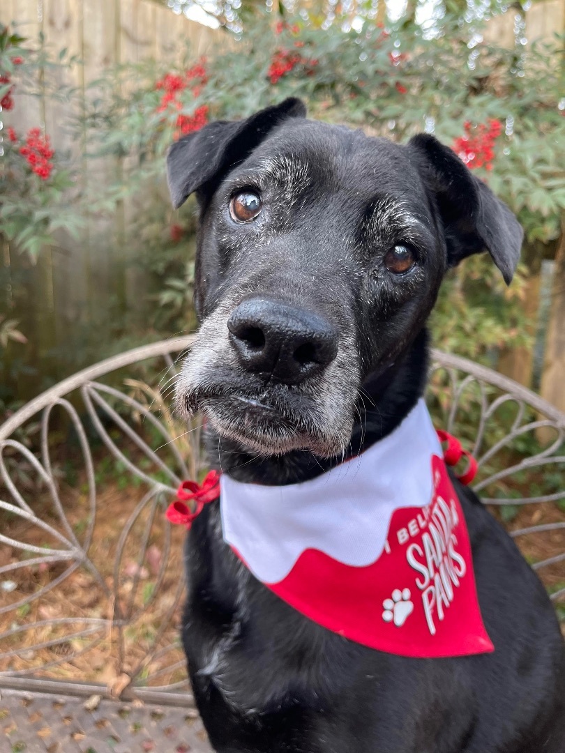 ROSIE, a Adoptable Labrador Retriever in Alpharetta, GA image 1/6