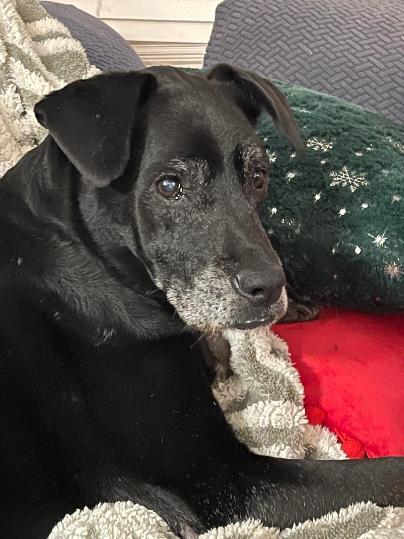 ROSIE, a Adoptable Labrador Retriever in Alpharetta, GA image 4/6