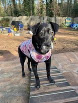 ROSIE, a Adoptable Labrador Retriever in Alpharetta, GA image 5/6