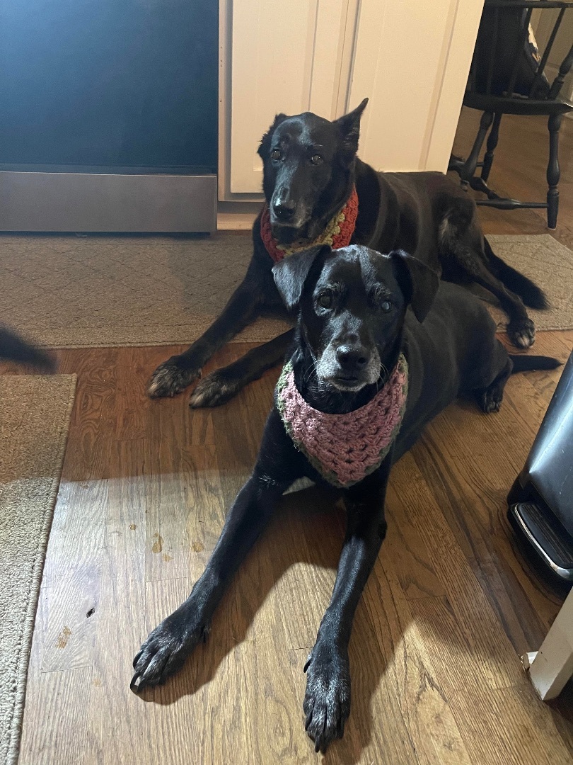 ROSIE, a Adoptable Labrador Retriever in Alpharetta, GA image 6/6